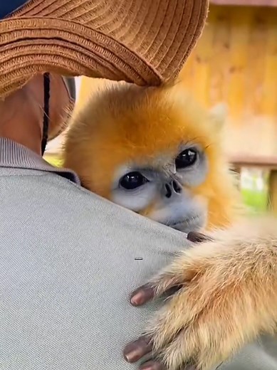 Macaco-dourado fofo e educado: vídeo e curiosidades