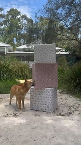 Currumbin Wildlife Sanctuary on Reels