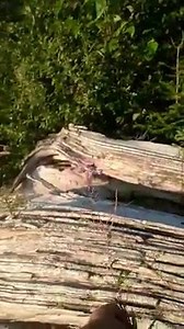 L'épilobe | Ti-Loup - Ross Lizotte