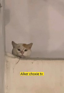 Ndinotya kubuda panze manheru | 𝗔𝗹𝗸𝗲𝗿 𝗰𝗵𝗼𝘅𝗶𝗲 𝘁𝘃