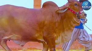 1K views · 16 reactions | MESMERISING BEAUTIES GEMS OF 2024 拾 ENJOY THE SUPREME COLLECTION OF ⬇️  KALIM CATTLE FARM  #kalimcattlefarm #season2024 #mehrozkhanphotoghraphy | Karachi Sohrab Goth Cow Mandi-Bakra Eid In Pakistan | Facebook