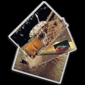 Aquatic Macroinvertebrates: Insect Identification Flashcards - LaMotte