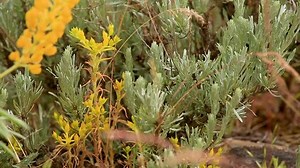Yellow Seedum Plant Lupine Sagebrush Blowing 库存影片视频（100% 免版税）1027143002 | Shutterstock