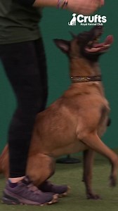 2.1M views · 60K reactions | Helen and Vesper the Belgian Malinois nailing the agility course at Crufts  | Crufts | Facebook