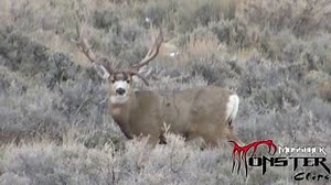 #droptinebuck #muledeer #hunting #mossbackmonsterclips #monsterbucks | MossBack Guides and Outfitters / Productions