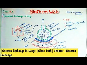 |Gaseous Exchange in Lungs |Class 10th| chapter |Gaseous Exchange