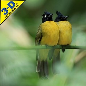Discover the best places for birding nearby or around the world! Whether you are at home or traveling, you can explore hot spots here: https://ebird.org/hotspots These are black-crested bulbuls, found in Thailand. | 3-D Pet Products