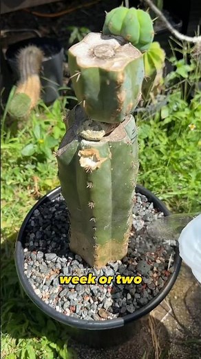 How to treat black spots or fungus on cacti and succulents? 🤓 #trichocereus