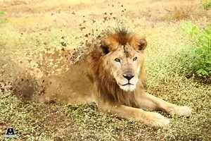 Wildlife SOS on Reels