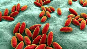 Brucella bacteria, 3D animation. Gram-negative bacteria that cause brucellosis