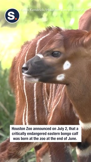 This is amazing! Endanged Bongo born in Houston. | storyful