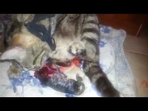 Un accouchement d'un chat