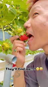 Strawberry 🍓 Farm ma bot mai chorera khako dekhyo vane malai Paisa Tirauxa hola…!🤪😂 #strawberry #farm #arganic #farmhouse #fun #funny #video #😂 | Udaya Kerung