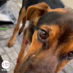 82 reactions · 43 shares | Recibimos un pedido de ayuda por este...