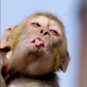 CUTEST Monkeys on the Planet! | Wild Animal 360