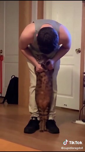 Cute belly jelly jiggle wiggle #cutepet #cutecat #bellyjiggle #bellywiggle #pet #petlover #pets