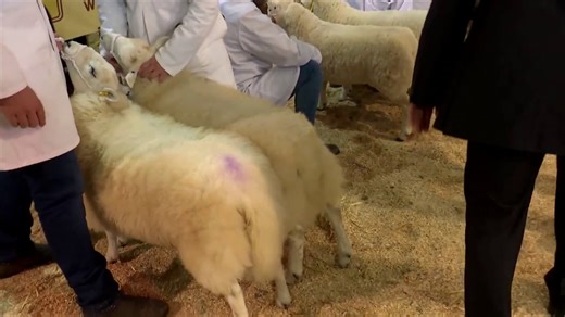 Defaid Mynydd Cymreig - Welsh Mountain Sheep | Y Sioe