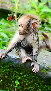 49 reactions | OMG very wet newborn monkey, Newborn Leo look so wet &dirty, Monkey Camp 14.243K | MonkeyCamp | Facebook