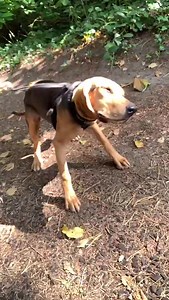 Chimney Farm International Dog Rescue on Reels