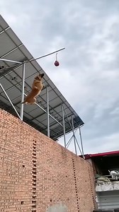 12K views · 191 reactions | super dog ⭐ | Touch of Color | Facebook