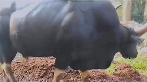 45K views · 1.1K reactions | Our Natural Gym Boy. Yercaud Gaur 怜 #indianwildlife #wildlife #birds #wildlifephotography #nature #india #indianwildlifeofficial #naturephotography #bbcearth #natgeowild #natgeo #photography #natgeoyourshot #wildlifeindia #tiger #natgeoindia #bird #wild #wildlifeofindia #of #wildlifeonearth #animals #indian #perfection #nikon #wildlifeplanet #canon #birdsofinstagram #natureinfocus #birdphotography | Yercaud | Facebook