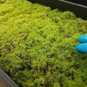 Pillow moss cultivation in the greenhouse a.k.a. Moss Lab 🔬 . . . . . . . . . . . . . . . . #terraliving #moss #livemoss #pillowmoss #greenhouse #mosscultivation #mosslab | TerraLiving