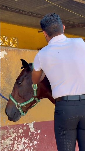 SESIÓN DE PELUQUERÍA #horse #caballos #equestrian