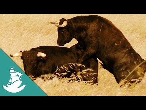 The bull, the most powerful animal - Now in High Quality! (Full Documentary)