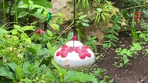 The small Hummingbird is a Cozumel emerald and the large Hummingbird is a double breasted mango. ￼ | Hummingbird Pots