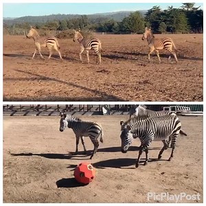 52 reactions | Mischievous Zebra foals for your viewing pleasure. #sassy #scardycat #hartmannsmountainzebra #zebra #bbryanpreserve | B Bryan Preserve | Facebook