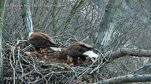 10K views · 466 reactions | The nestorations are still continuing at the Pittsburgh Hays bald eagle nest. Yesterday mom flew in with a big stick and HM2 followed to help. You can watch the Hay eagles live today here: https://pixcams.com/hays-bald-eagle-nest/ | PixCams | Facebook