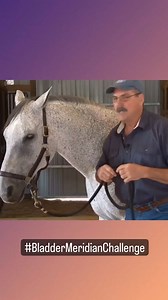 Have you connected with your horse today? Join us in the Bladder Meridian Challenge. Try the Bladder Meridian Technique, not only to connect with your horse on a new level but also to help your horse release tension. Anyone can do the Bladder Meridian Technique. Learn the steps here: Step 1-Search: Stand at the horse’s head on the left side. Place the flats of your fingertips or cup the palm of your hand above the eye or on the poll just behind the left ear. Barely touching the surface of the sk