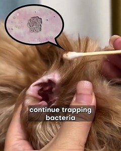 ⚠️ Dirty dog ears? Stop with the Q-tips, Chemical drops, and Ear wipes! They don’t get to the root of brown wax buildup that makes ear infections keep coming back. Dr. Randy Aronson discovered what really works... See how this veterinarian-developed routine powerfully helps: • Reach the hidden L-bend where infections start • Transform smelly, irritated ears in just 24 hours • Break down stubborn wax buildup naturally • End your dog's ear scratching misery Click below for the 5-second solution th