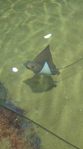A bunch of stingray 🙂 #fish | Andaman Baby