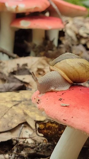 Is mushroom eating snail is a little bit like the hookah smoking caterpillar in Alice in wonderland. Saw this while dog hiking. No, it's not slowed down. It's regular speed. It's a snail after all... #SnailedIt #snail #mushroom #eatingmushrooms #hiking #nature | Walk Your Dog With Love - World's Best Dog Harness