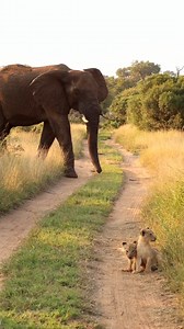 105K views · 2.1K reactions | Elephant Terrifies Lion Cubs in the Middle of the Road - Liam Height | Cute Tings | Facebook