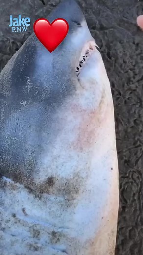 28K views · 2.3K reactions | RIP sharky | Jacob Colvin | Facebook