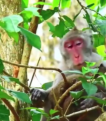 Saxon and Jazzy try to get Jane milk but Jazzy does not get it and Saxon gives bea = ti ng weaning #cutemonkey | Cute Monkey | Facebook