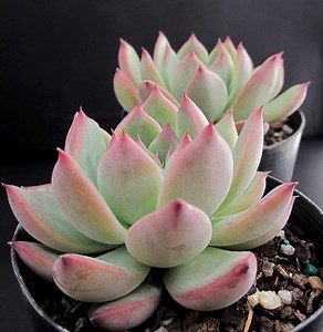 Echeveria Colorata,10 Rare Succulent Seeds, Tippy Succulent Seeds, Seeds With Plant Tag and Instructions, NOT Live Plants - Etsy UK