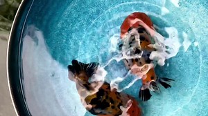 12K views · 612 reactions | Lovely redhead calico cow ranchu | The Koi and Goldfish Factory | Facebook