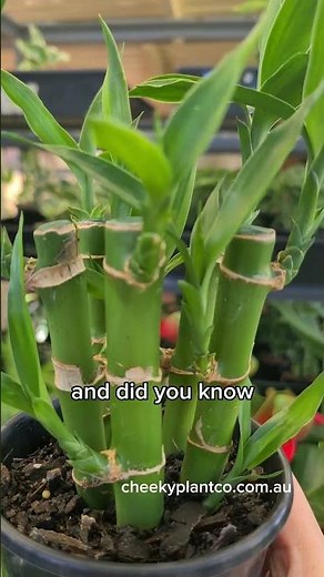 Plant Spotlight - Dracaena Sanderiana - Lucky Bamboo