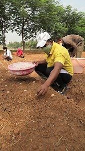 8M views · 98K reactions | हम स्वस्थ मिट्टी में आलू लगाते हैं, और कभी...