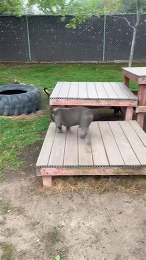 Luna & Brad 💜 #pitbullofficial #dogslife #DogRescue #sweet #adoptme #pitbulllove #adopt #pitbullsofinstagram #pitbulls #instagram | Fresno Bully Rescue