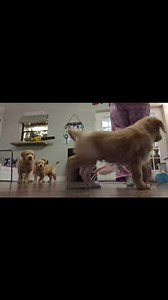 20K views · 1.3K reactions | Nighttime manding practice 珞 | SW Retrievers | Facebook