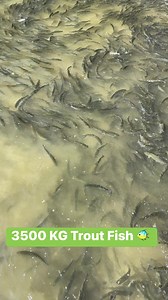 Cleaning Biggest Pond consisting 3500 kg Trout Fish 🐠🐠 #agriculture #nepaltrout #organicproducts #Nepal | Trout Village Resort and Farm