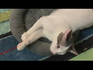 Natural born killers: Barn cats available for adoption to control pest populations