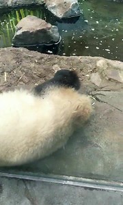 🐼🐼 The Calgary Zoo | CMcalgary