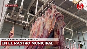 Baja un 60% en la matanza de vacas en el Rastro Municipal | Codigotres.com | Facebook