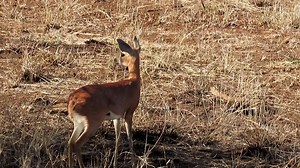 Steenbok, one of the smallest antelopes in the African Bush Kingdom #reels #life #viral #trend #video #wild #reelsfb #travel #roar #epic #nature #africa #wildlife #story #safari #amazing #wow #trending #reelsviral | African Bush Kingdom