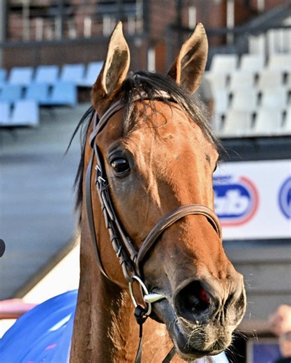 Gregarious: A Thrilling Horse Racing Victory